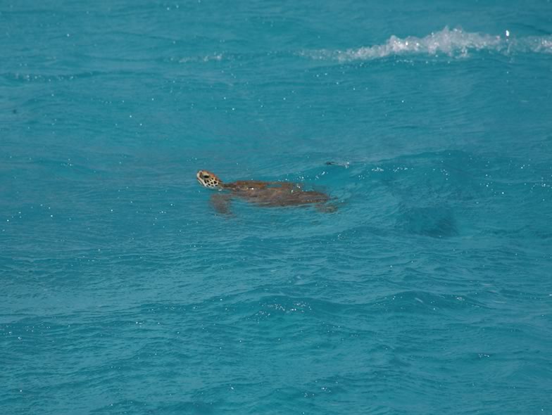 Here ist a picture from a Loggerhead sea turtle
