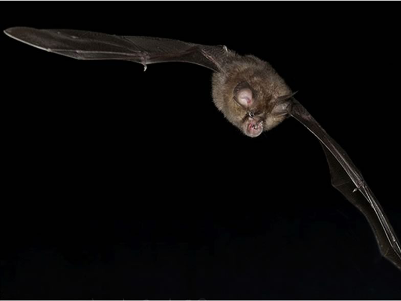Here ist a picture from a Lesser horseshoe bat by night