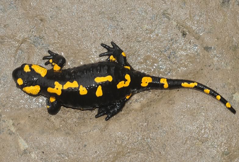 Here is a picture from a Fire salamander