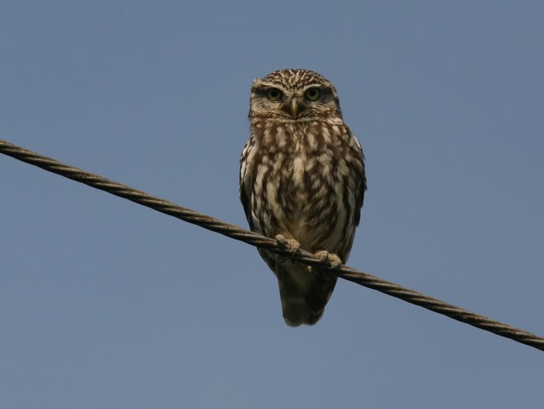Here is a picture from a Little owl