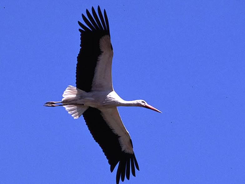 Here is a picture from a White stork