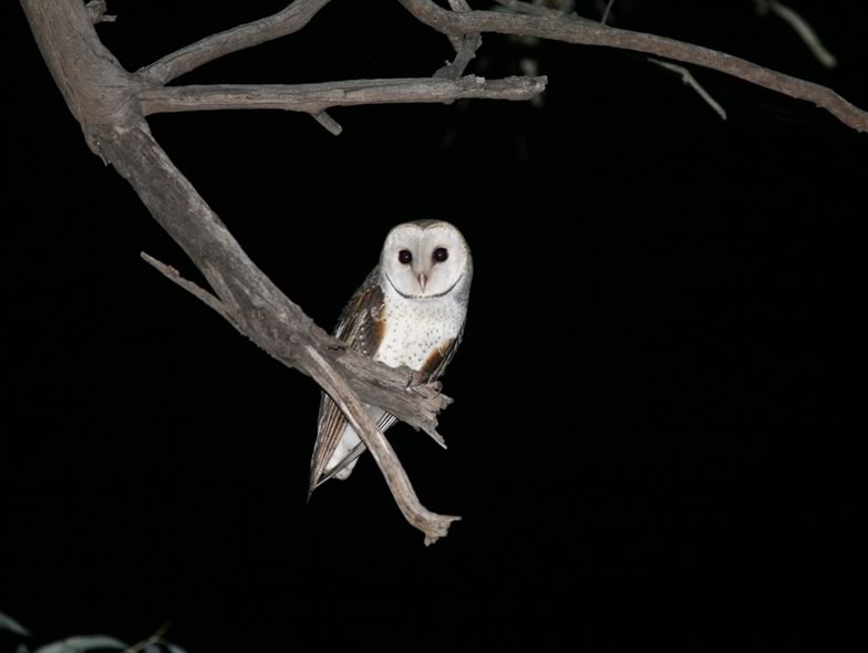 Here is a picture from a Barn owl