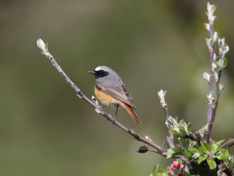 Here is a picture from a Common redstart