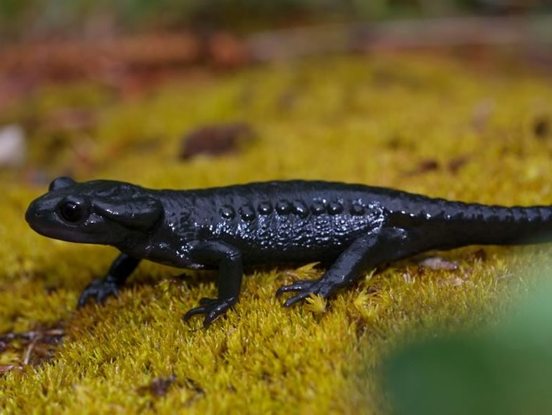 Here is a picture from a Alpine salamander