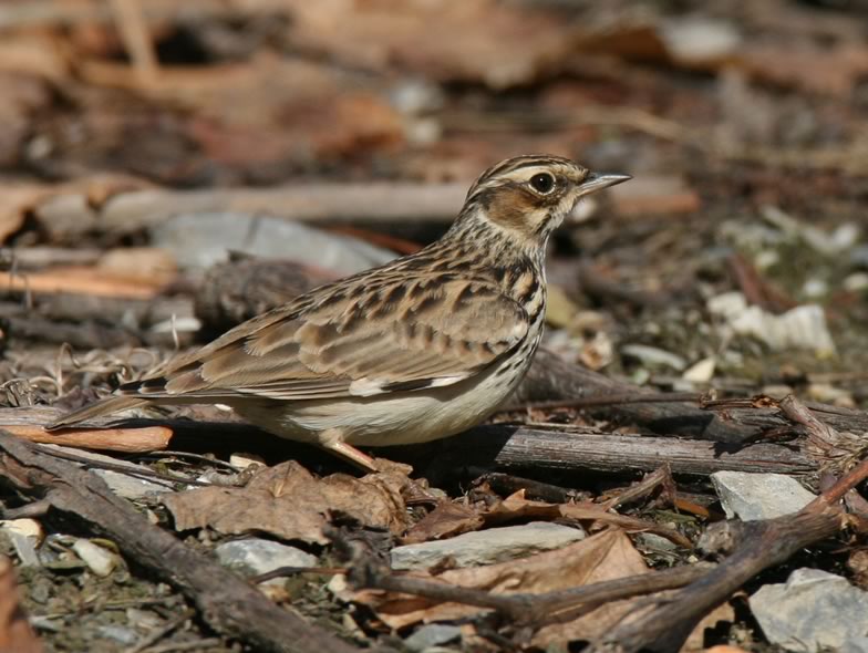 Here is a picture from a Woodlark