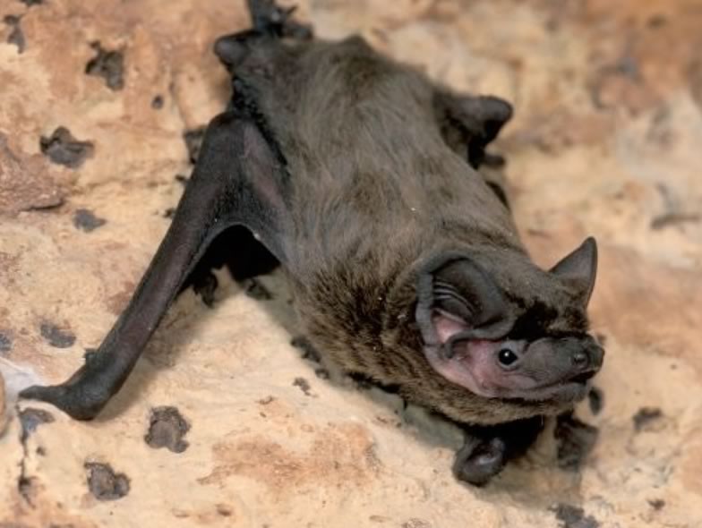 Here is a pciture from a Leisler's bat