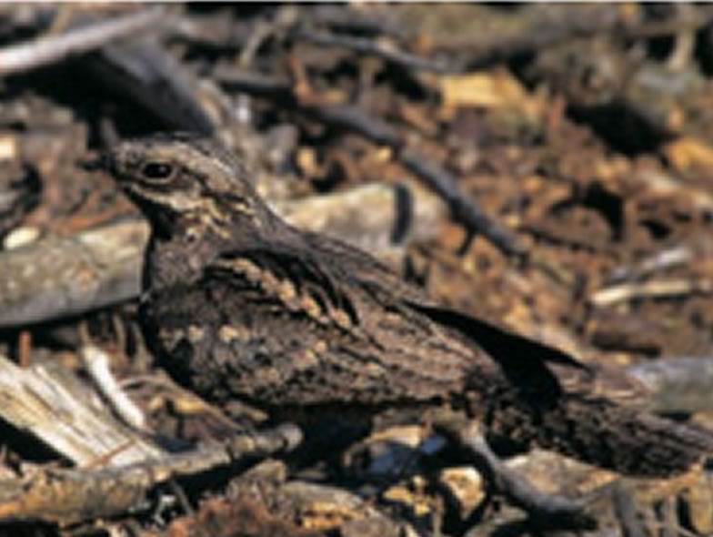 Here is a picture from a Nightjar