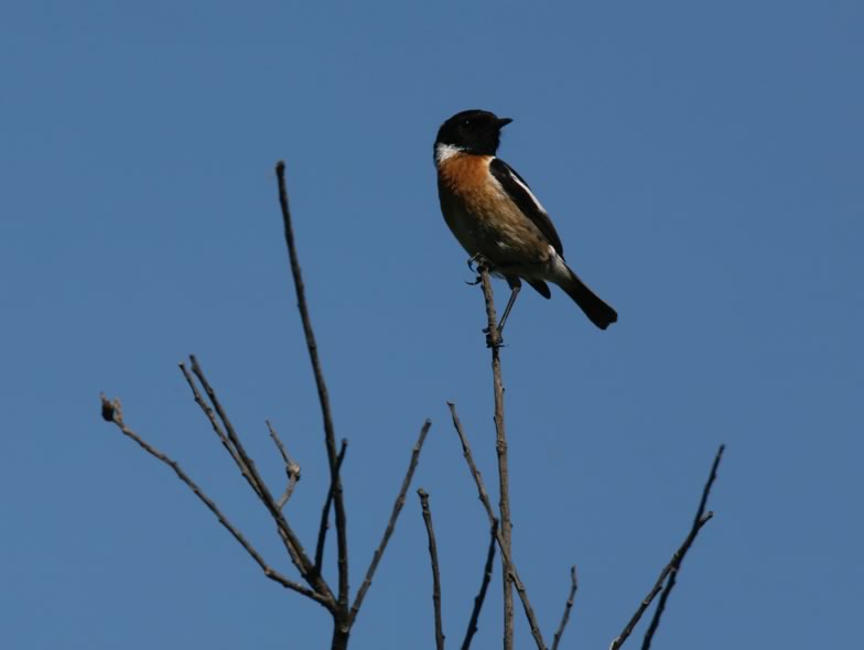 Here is a picture from a Stonechat