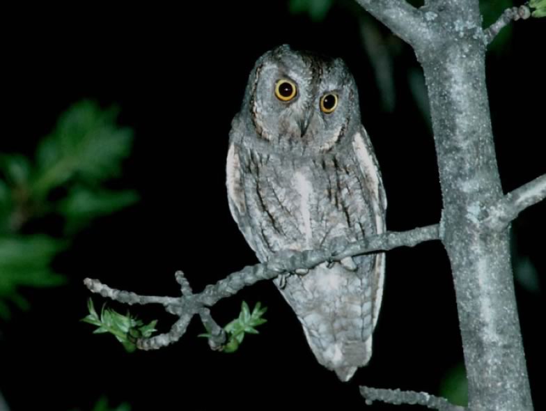 Here is a picture from a Scops owl