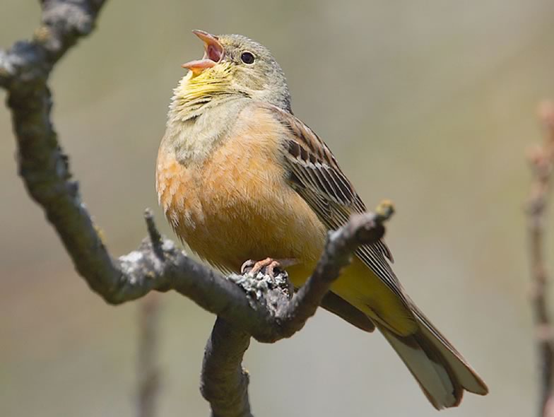 Here is a picture of Ortolan bunting