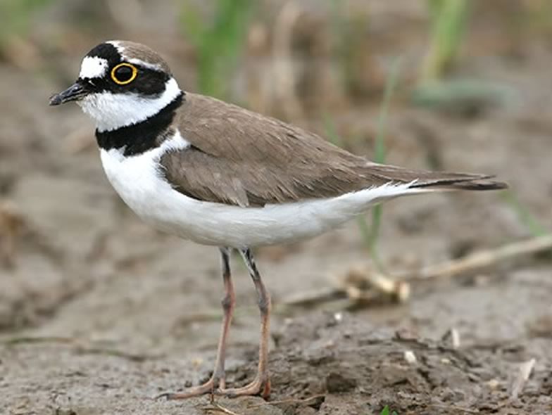 Here is a picture from a Little ringed plover