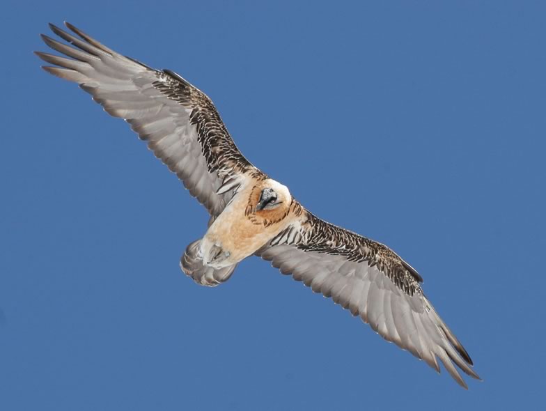 Here is a picture of Bearded vulture