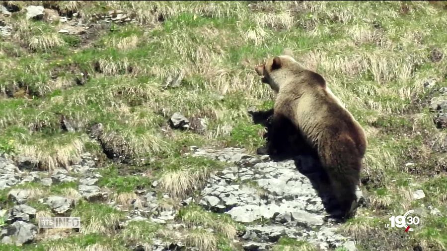 Ein Bärn im Bild der die Berge hochklettert.