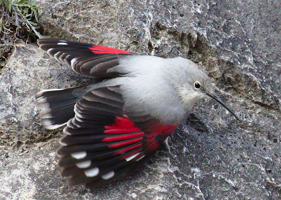 Wallcreeper