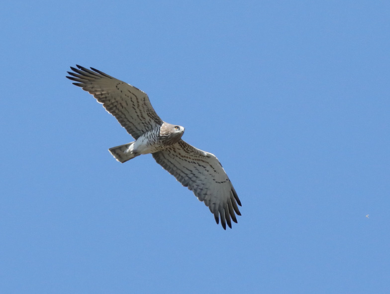 Short-toed snake eagle