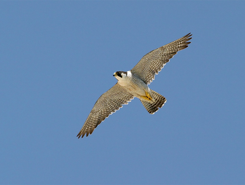Peregrine Falcon Bird