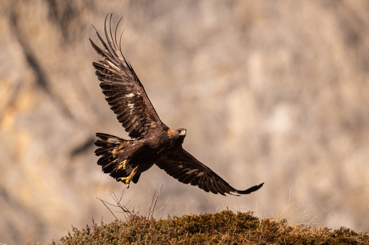 Golden eagle in air