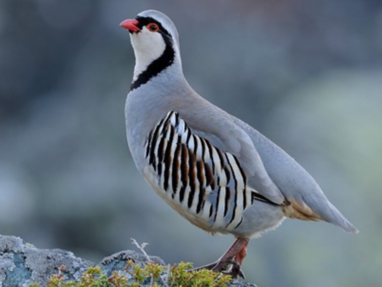 Alpine bird