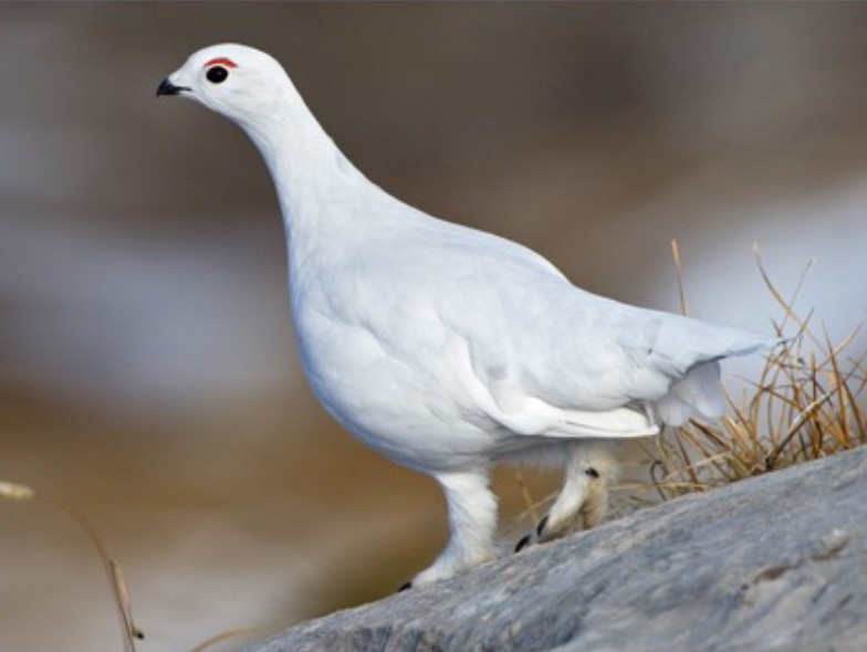 Alpine bird