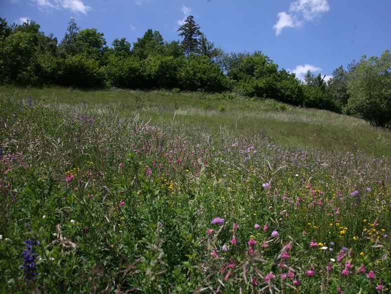 Here is a picture from Alpine grassland project