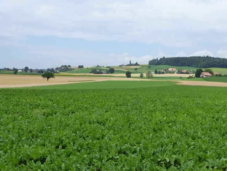 Here is a picture of Lowland farmland project