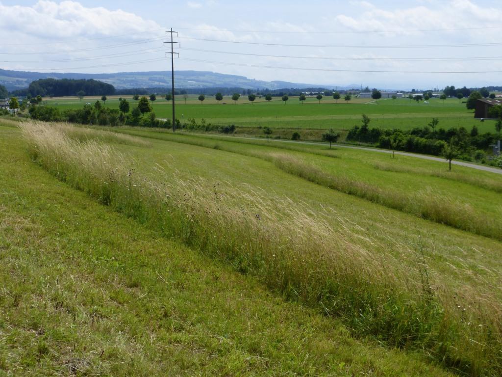 Here is a picture of Lowland grassland project
