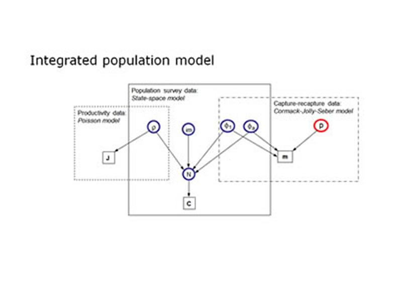 Here is a picture about a Integrated population model