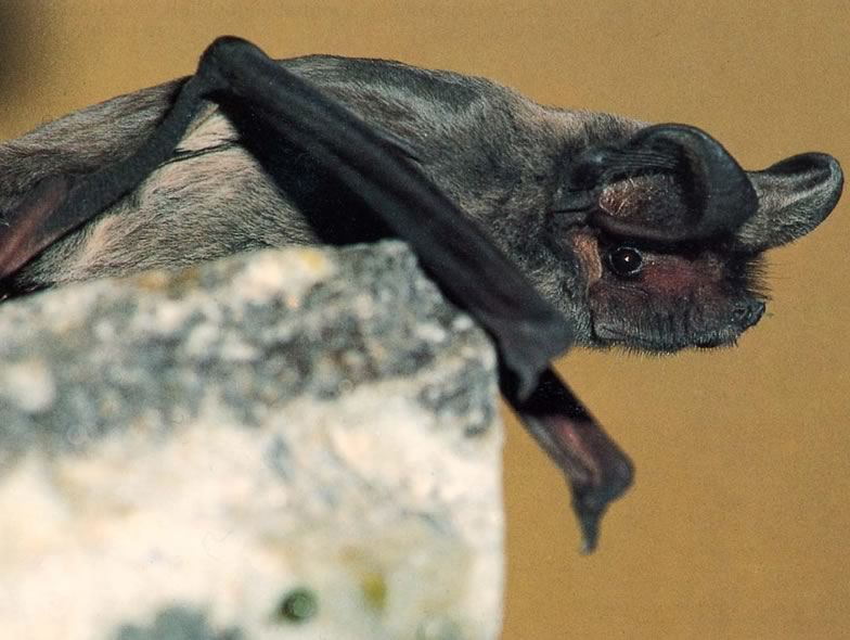 Here is a picture of European free-tailed bat