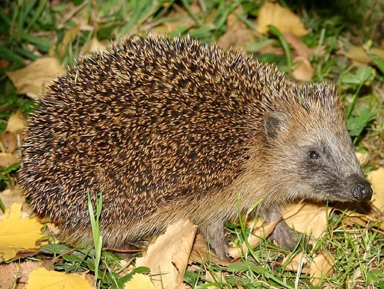 Here is a picture of European hedgehog