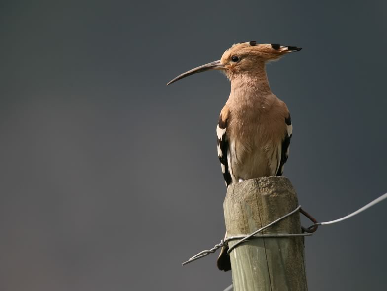 Here ist a picture from a Hoopoe