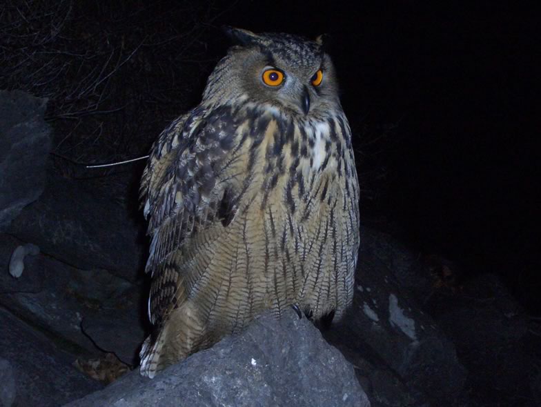 Here is a pictures from a Eagle owl
