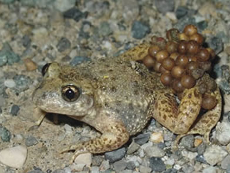 Here is a picture from a Midwife toad