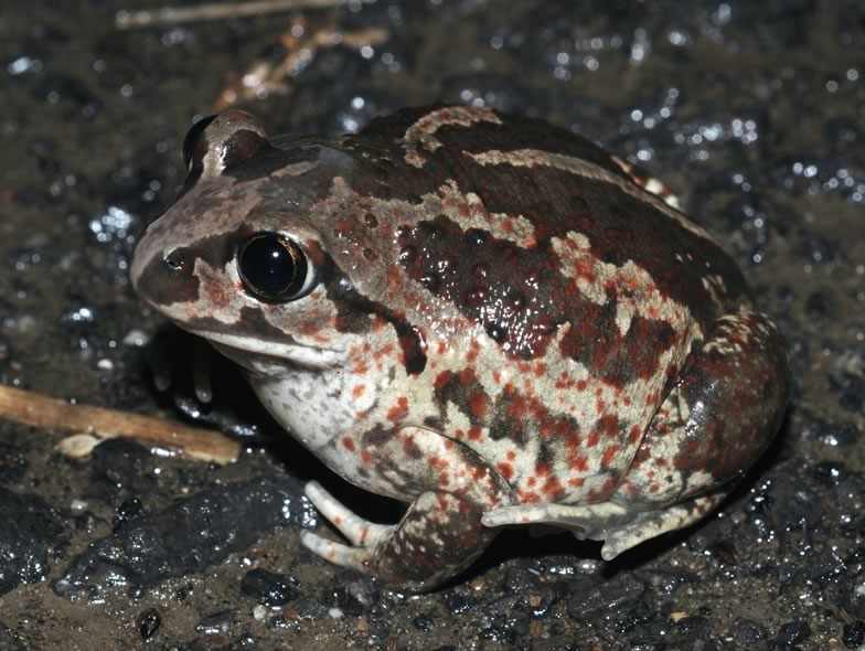 Here is a picture from a Spadefoot toad