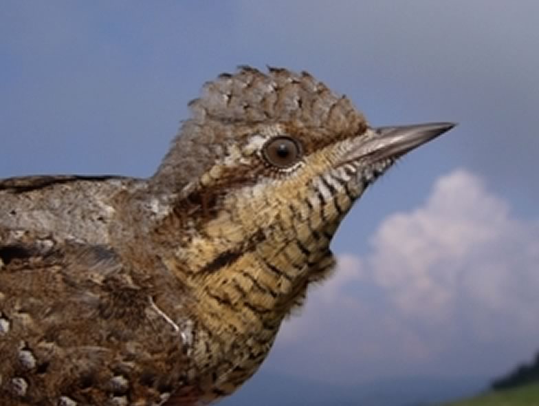 Here is a pictures from a Wryneck