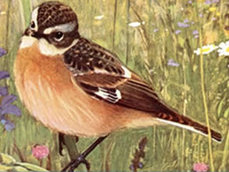 Here is a picture from a Whinchat