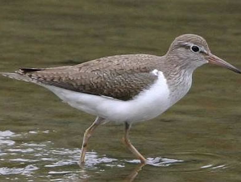 Here is a picture from a Common sandpiper