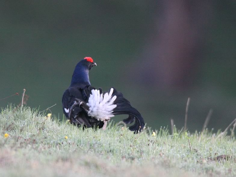 Here is a picture of Black grouse