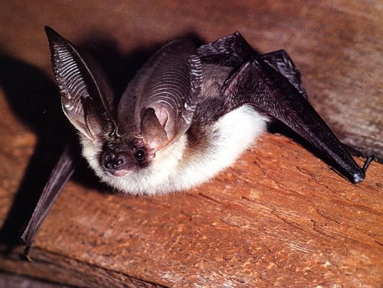 Here is a picture of long-eared bats