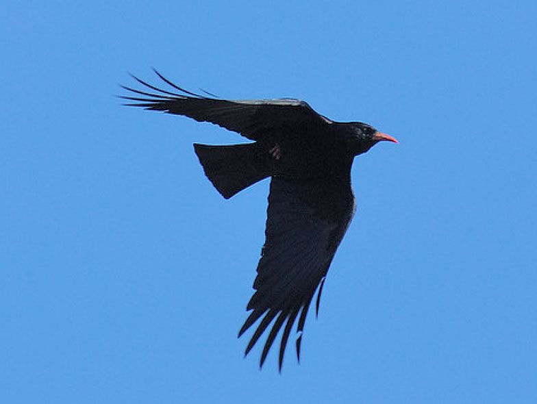 Here is a picture of Red-billed chough