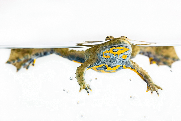 Bild: Yellow-bellied toad